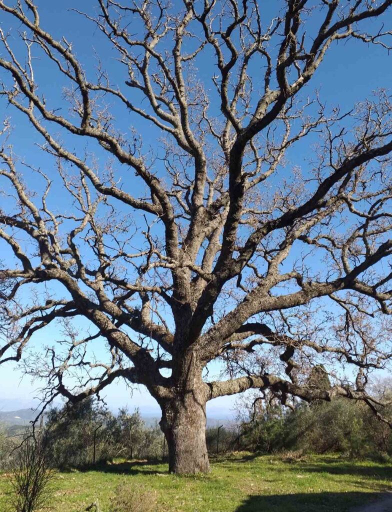 Κατασκήνωση 3