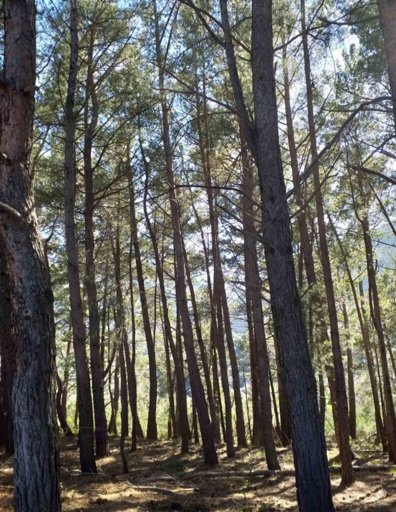 Κατασκήνωση 4